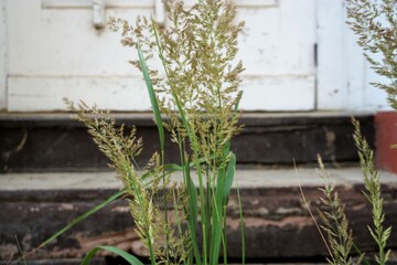 Hohe Graspflanze vor alter Steintreppenstuf und weißer Holztür am Morgen im Frühling 