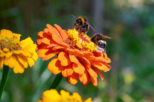 Bumblebees pollinate the flower. Two bumblebees on a blooming marigold close-up - Powered by Adobe