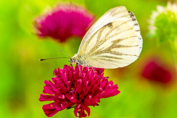 Butterfly, Cabbage White, Pieris rapae, nectaring on blooming purple red Knautia macedonica - in german Mazedonische Witwenblume. Female European Large Cabbage White butterfly Pieris brassicae 