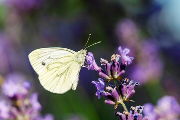 Large white Butterfly, Cabbage White, Pieris rapae, nectaring on blooming salvia - sage flowers. Female European Large Cabbage White butterfly Pieris brassicae feeding on flower.