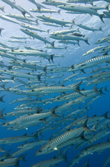 Large school of Barracuda swim past camera