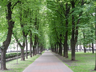 Alley with trees on the city Boulevard in Moscow.