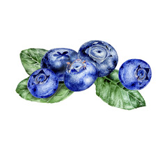 Watercolor illustration of blueberries on white background