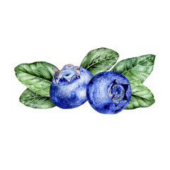 Watercolor illustration of blueberries on white background