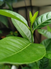 close up of green leaves
