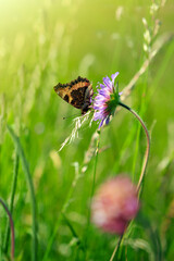 Orange butterfly in a summer meadow with purple moss verbena .