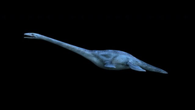 Elasmosaurus Dinosaur 4K animation.3840&times;2160.10 Second Long.Transparent Alpha