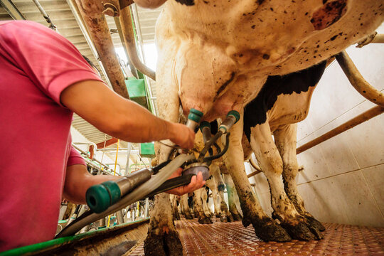 orde&ntilde;o de vacas para la fabricacion artesanall de queso Binibeca de Jaume Pons - denominacion de origen Mahon artesano-  finca Alcaiduset, Alaior, Menorca, Islas Baleares, espa&ntilde;a, europa.
