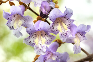 a tree blooming with purple flowers
