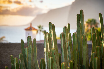 cacti at sunset Tenerife Canary islands