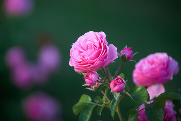 beautiful pink roses in garden
