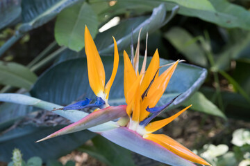 Fototapeta premium Orange Bird of Paradise 