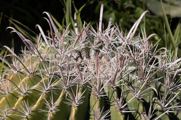 Close up of top of barrel Cactus