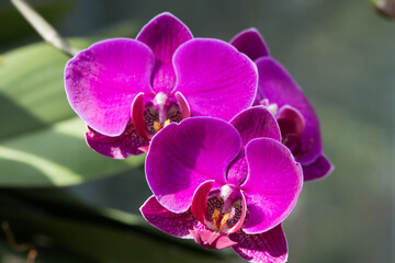Purple Orchid growing in the garden