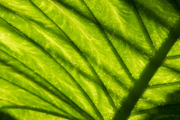 Abstraction in green leaves