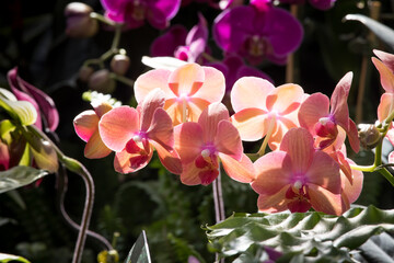 Fototapeta na wymiar Pink Orchids growing in the sunshine