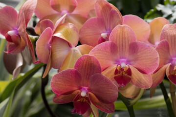 Pink Orchids growing in the sunshine