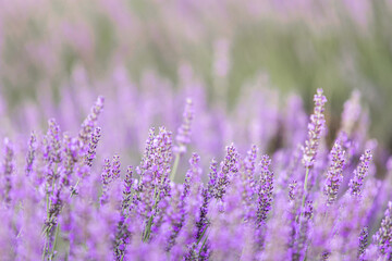 Lavender bushes closeup on sunset. Sunset gleam over purple flowers of lavender. Provence region of France.