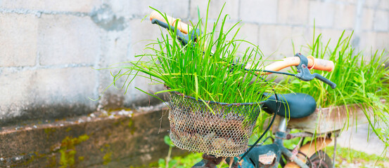 Reused garden design ideas flower garden decoration in old and broken small bicycles Recycled garden design. Eco-saving and Diy concept.