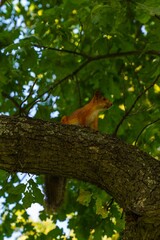 squirrel on a tree