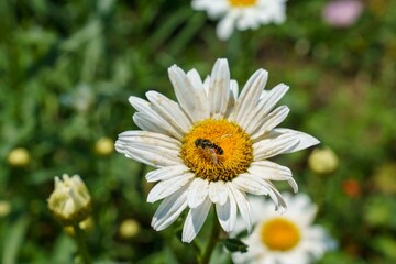 Blooming daisies in the park