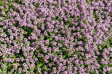 purple Alyssum flowers