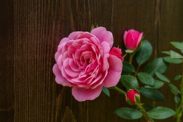 Blooming rose in the park