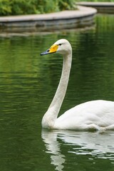 White swans on the lake