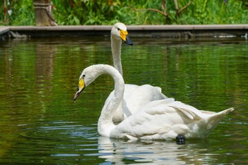 White swans on the lake