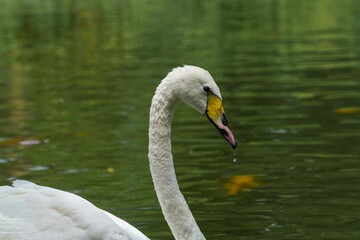 Obraz premium White swans on the lake