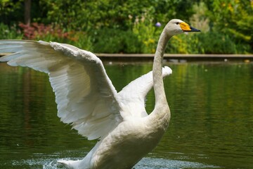White swans on the lake
