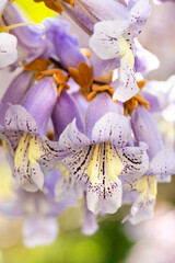 a tree blooming with purple flowers