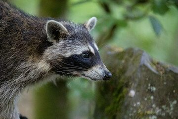 weiblicher Waschbär im Bergpark Kassel - Bad Wilhelmshöhe