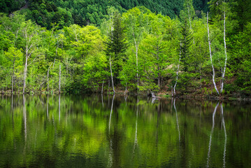 乗鞍高原・まいめの池周辺のさわやかな6月の風景