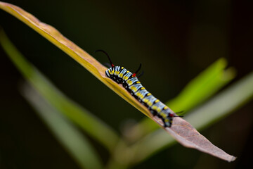 Chenille sur une feuille