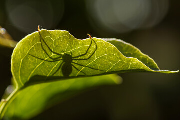 Ombre d'une araignée lynx en chasse