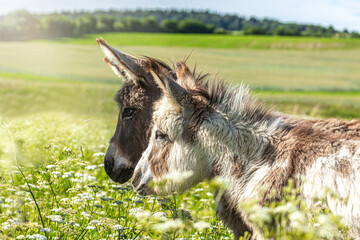 Portrait of two beautiful dwarf donkeys. A grey donkey and a pinto donkey on a pasture in summer...