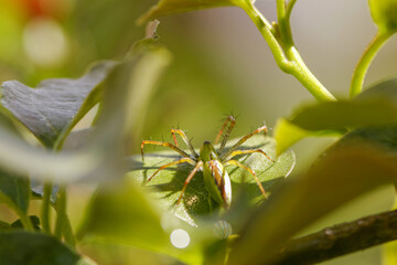 Araignée lynx en chasse