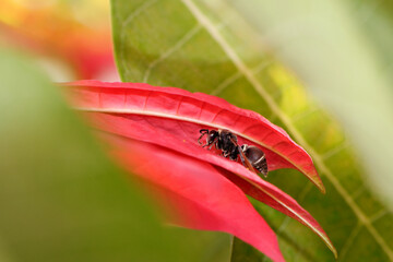 Guêpe posée sur une fleur de poinsettia