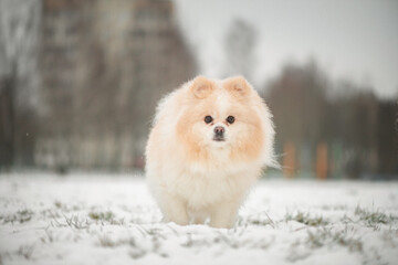 A beautiful fluffy purebred spitz walks in the park in the snow in winter.