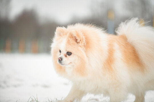 A beautiful fluffy purebred spitz walks in the park in the snow in winter.