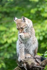 Wandaufkleber Wild lynx in natural habitat © pyty