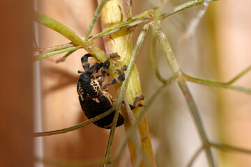 Charançon sur une feuille dans un jardin