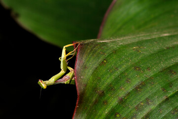 Mante religieuse accrochée à une feuille