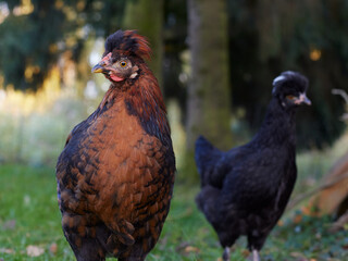 Young black Poland chicken free range in garden