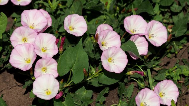 The field bindweed with pink flowers, Convolvulus arvensis