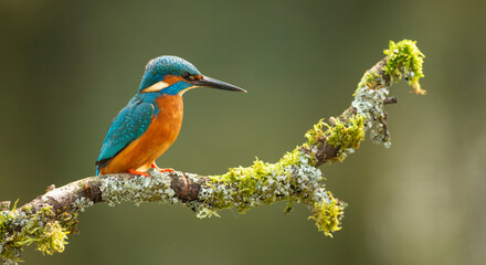  common Kingfisher Alcedo atthis adult male perched on a moss covered branch