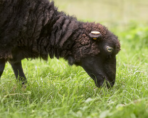 Close up of black brown ouessant sheep