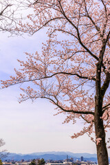 ピンク色が綺麗な満開の桜