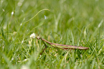 Mante religieuse dans l'herbe